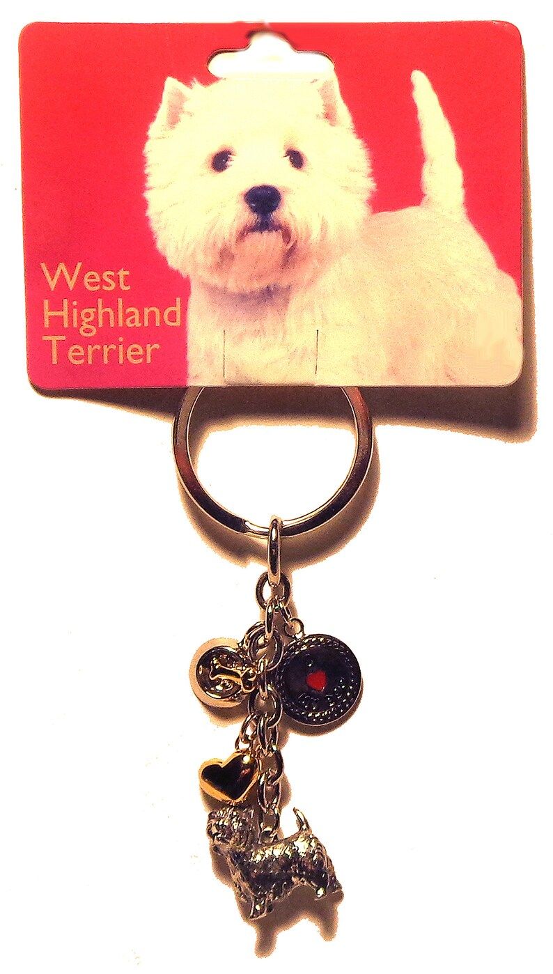 miniature-west-highland-terrier-dog