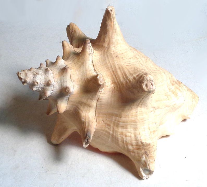 decorative-large-conch-shell-1-damaged