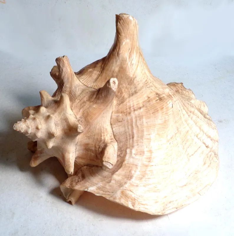 decorative-large-conch-shell-3-damaged